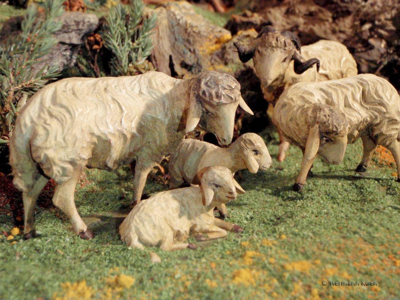 Gruppen Schafgruppe Vordergrund